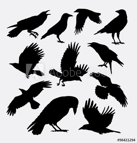 479x500 Crow Bird, Poultry Animal Silhouette Good Use For Symbol, Logo