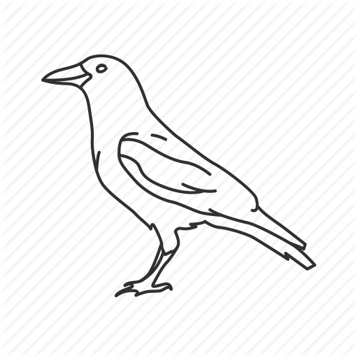 512x512 Bird, Black Bird, Clever, Common Bird, Crow Icon