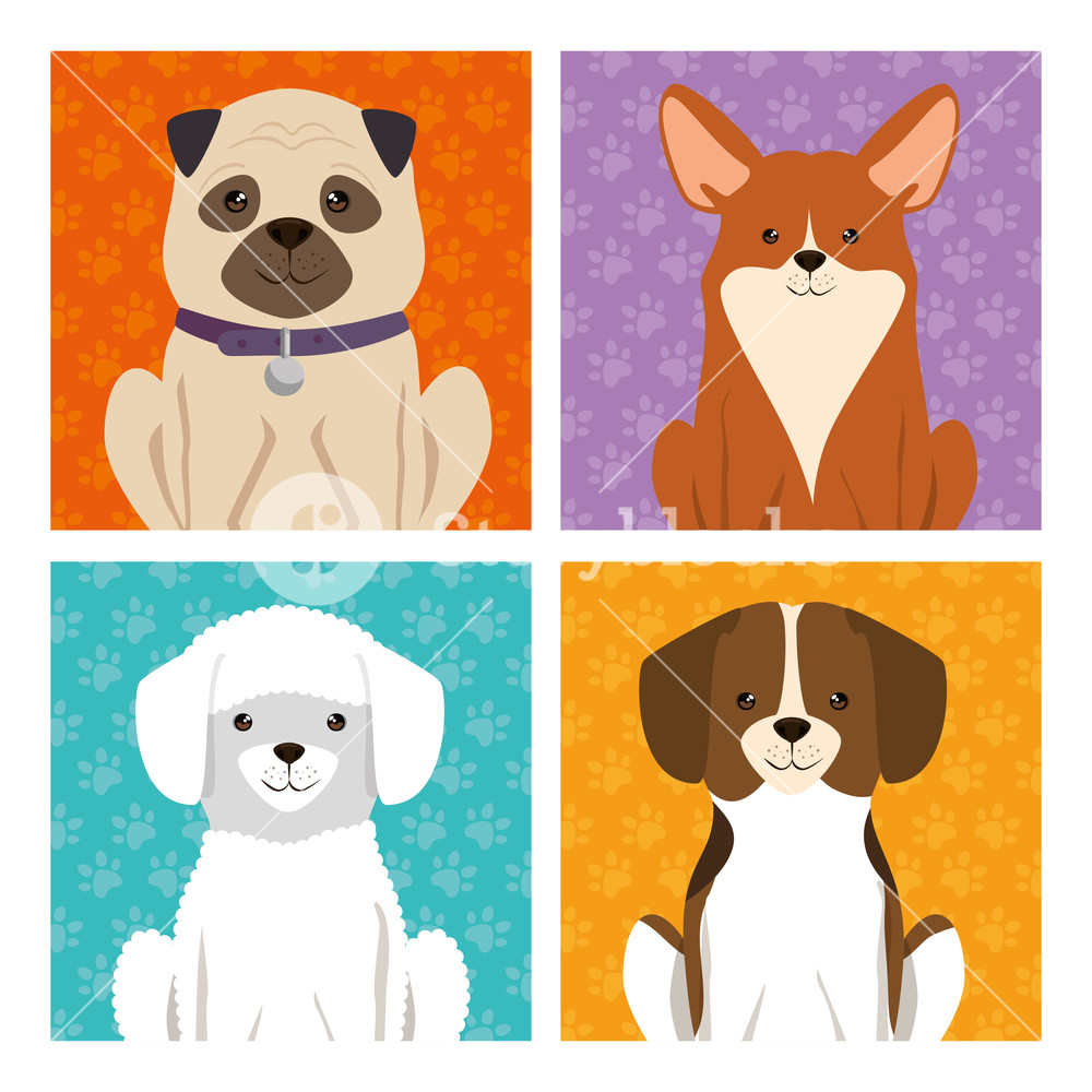 Cute Dogs Mascots Icon Vector Illustration Design Royalty Free 1000x1000 Cute Dogs Mascots Icon Vector Illustration Design Royalty Free