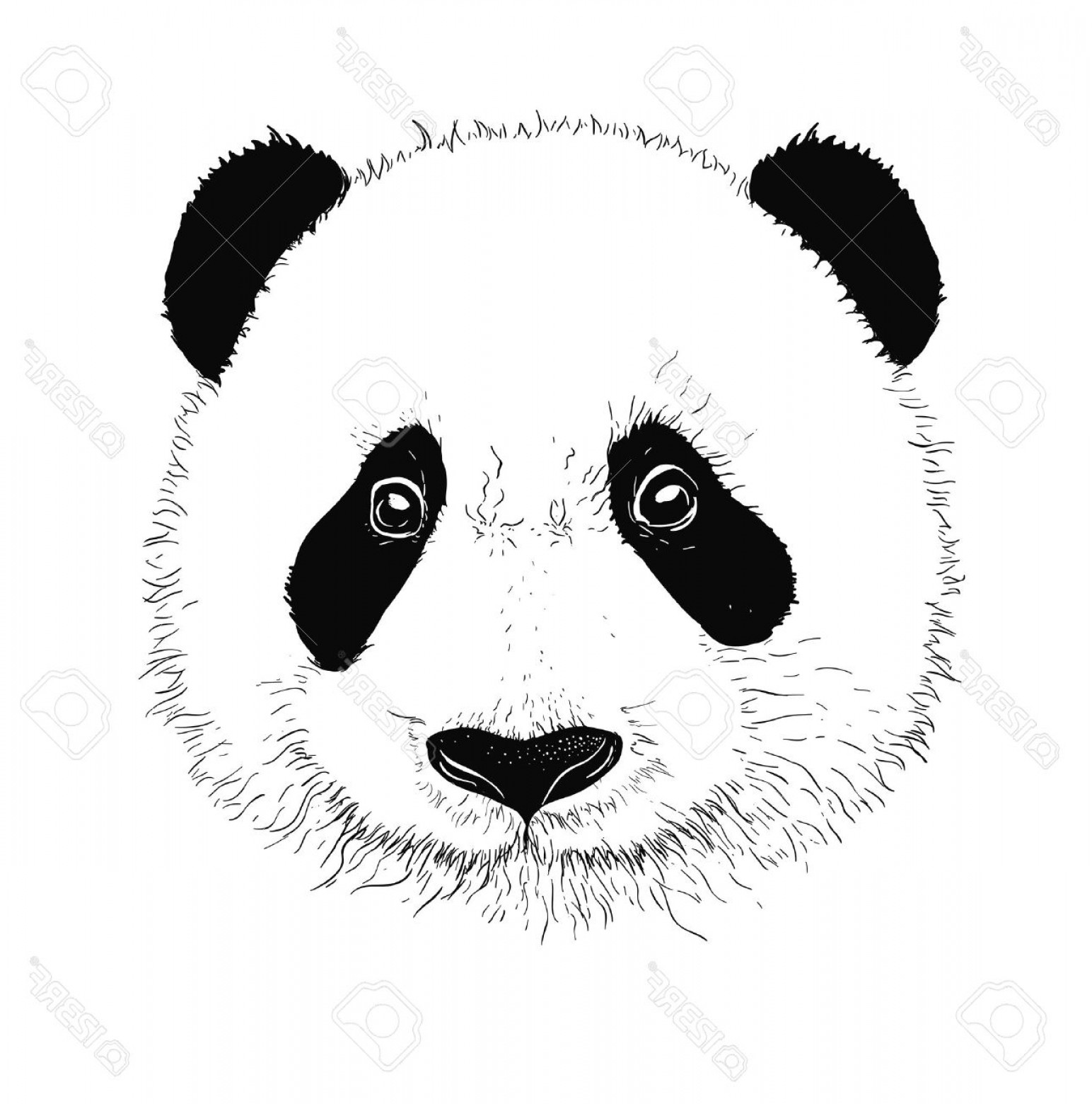 1544x1560 Photostock Vector Baby Panda Face Icon Baby Panda Asian Bear Cute