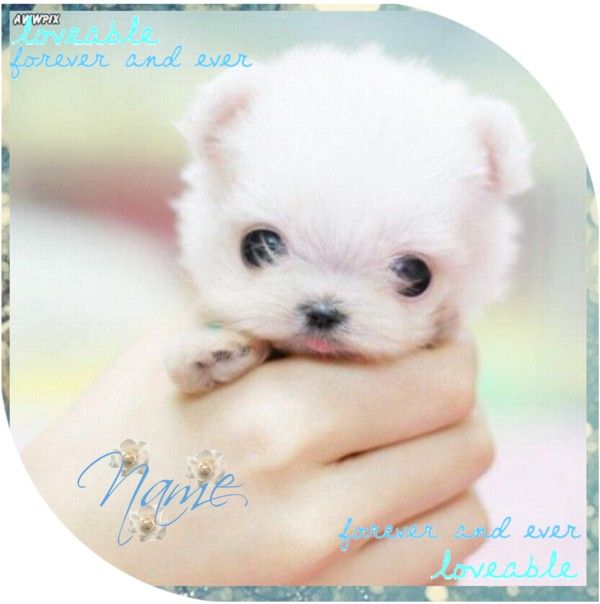 600x604 Puppy Icon Open