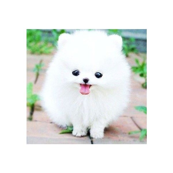600x600 Cute Puppies On Tumblr Liked On Polyvore Featuring Animals