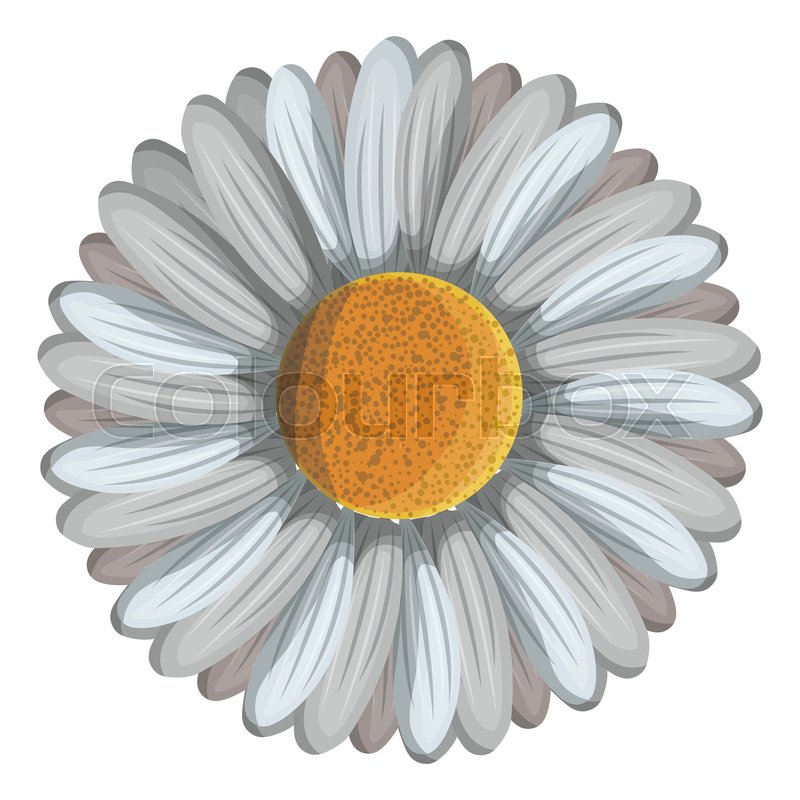 800x800 Cute Daisy Flower Decorative Icon Stock Vector Colourbox