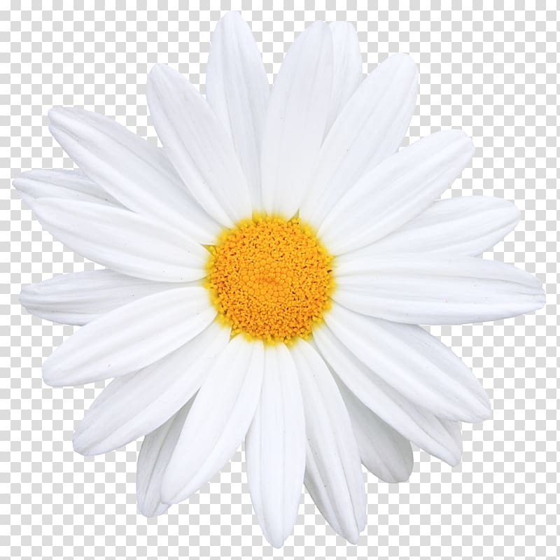 800x800 White Daisy, Flower Common Daisy Icon, Creative Bouquet Of Flowers