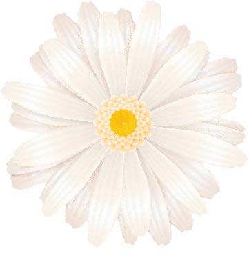 361x377 Ew Designs Beautiful Vibrant Spring Gerber Daisy