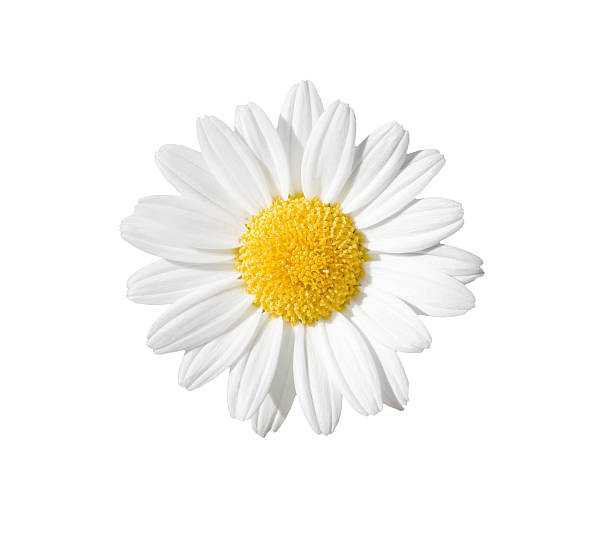 612x535 Daisy Icon Shoplook