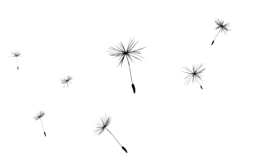 535x331 Download Free Png Dandelion Icon