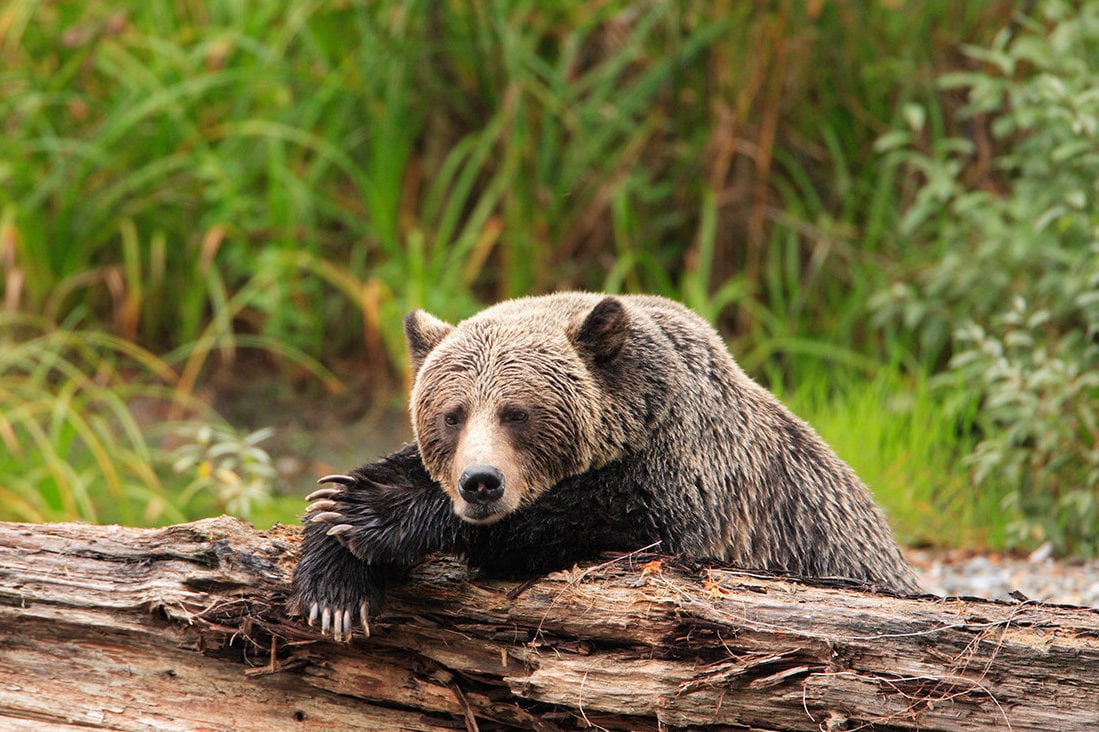 1099x732 Death Of An Icon