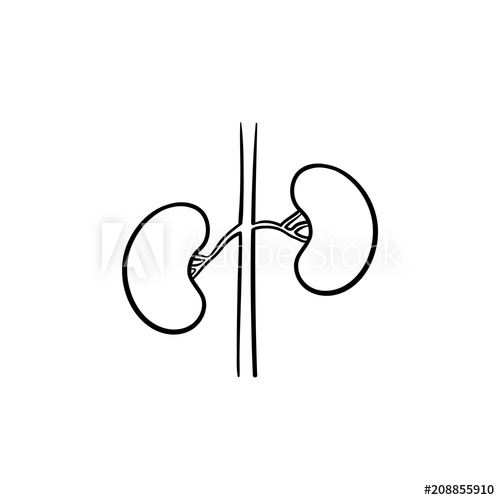 500x500 Kidneys Hand Drawn Outline Doodle Icon Kidney Transplant