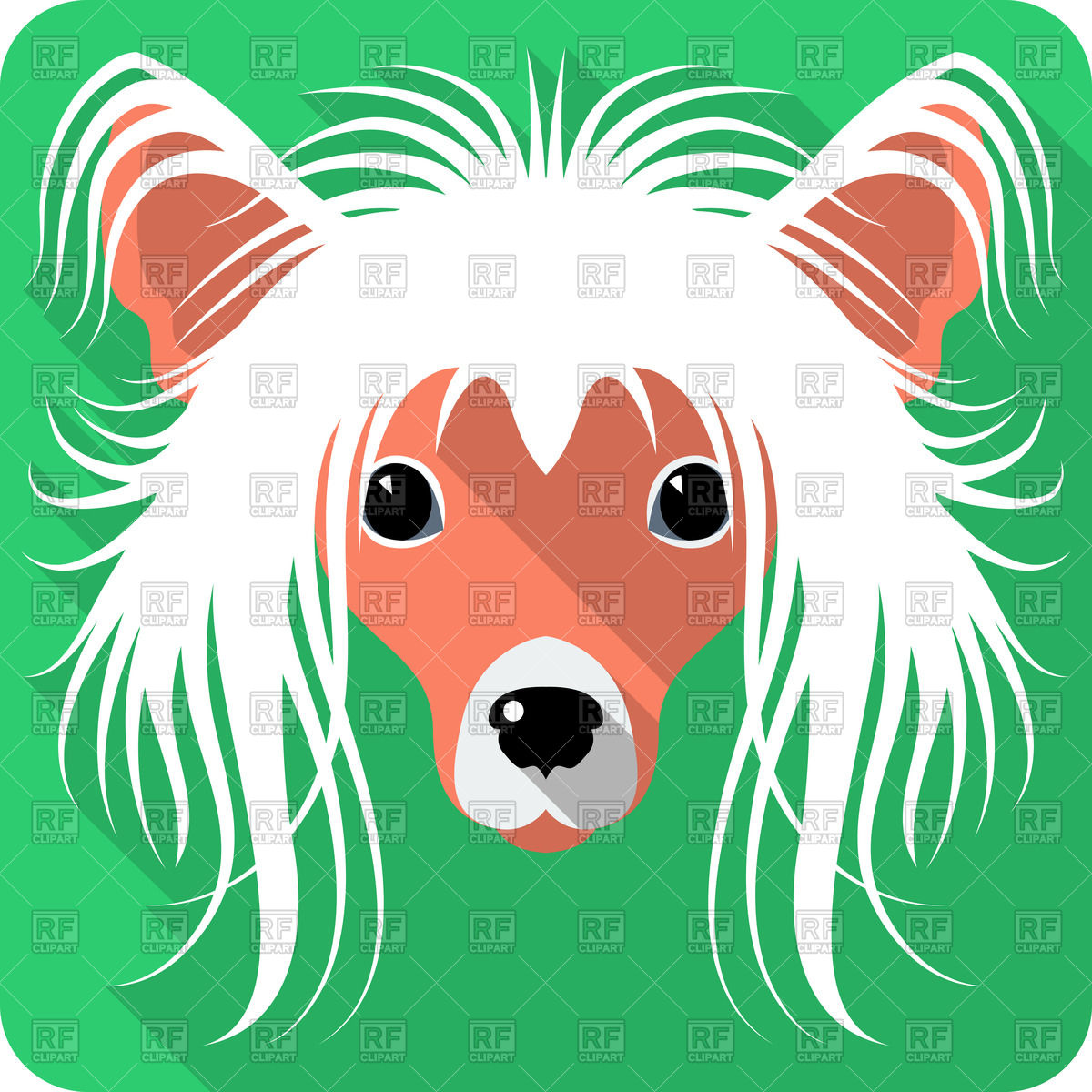 1200x1200 Face Of Chinese Crested Dog