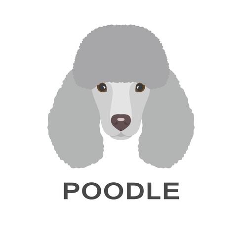 490x490 Vector Illustration Of Poodle In Flat Style Poodle Flat Icon
