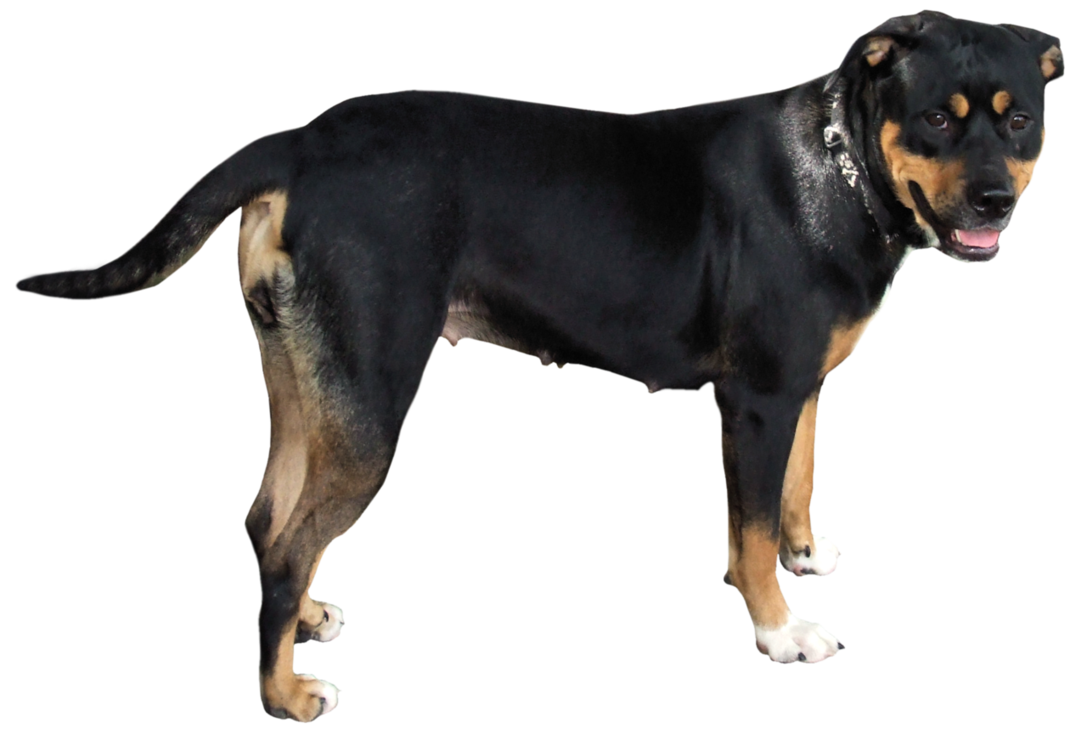 Download Free Dog Png Icon Favicon Freepngimg 1087x734 Download Free Dog Png Icon Favicon Freepngimg