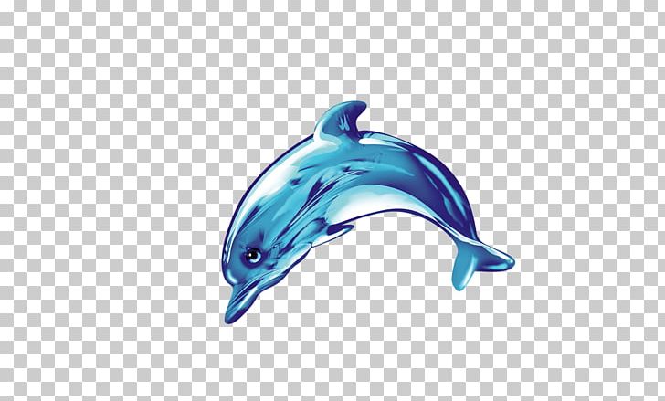 728x439 Common Bottlenose Dolphn Png, Clipart, Animals, Blue