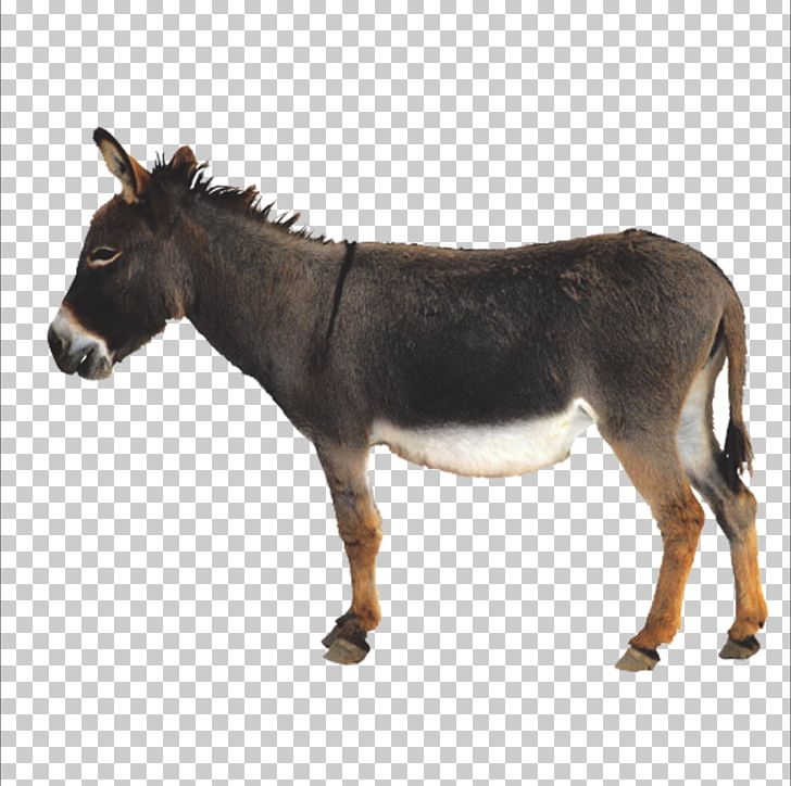 728x724 Donkey Icon Png, Clipart, Animal, Animal Donkey, Animals, Cartoon