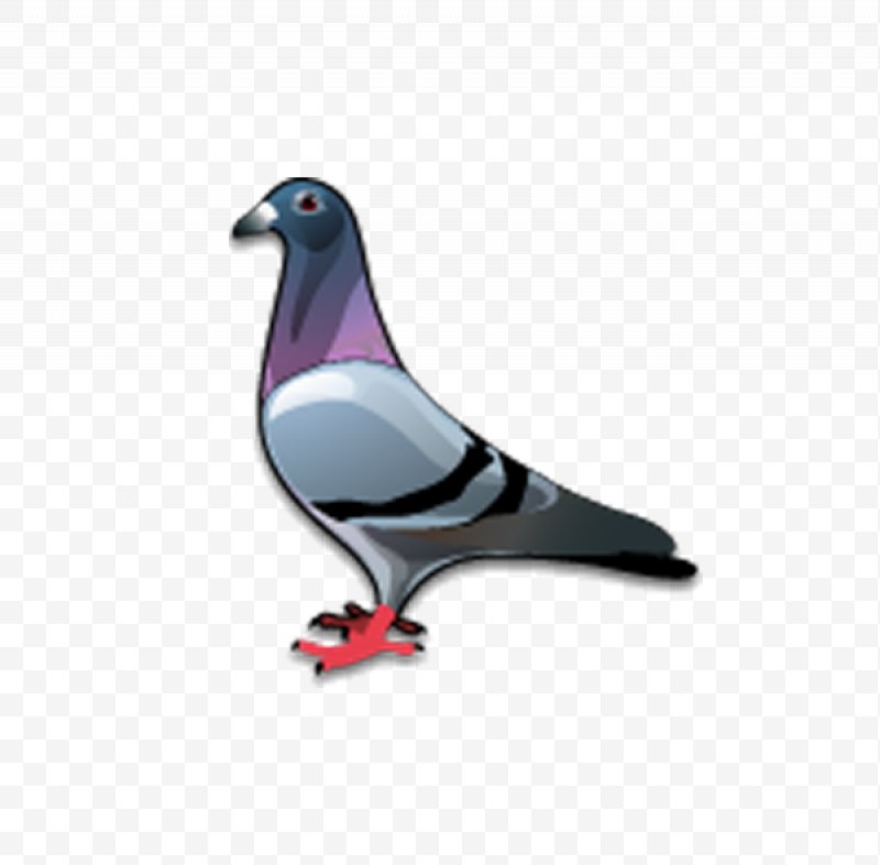 Stock Dove Bird Columbidae Icon, Png, Stock Dove, Beak 800x786 Stock Dove Bird Columbidae Icon, Png, Stock Dove, Beak