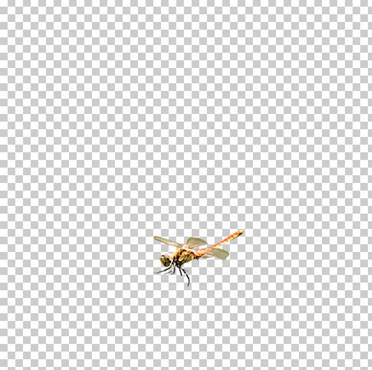 728x724 Dragonfly Icon Png, Clipart, Designer, Download, Dragonfly