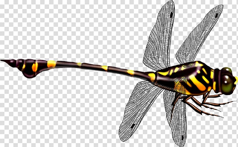 800x493 Black And Yellow Dragonfly Illustration, Dragonfly Icon, Dragonfly