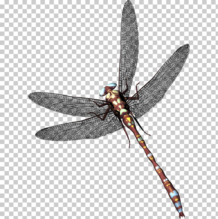 728x730 Dragonfly Icon, Dragonfly Png Clipart Free Cliparts Uihere