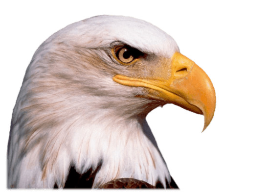 550x400 Eagle Head Icons Png