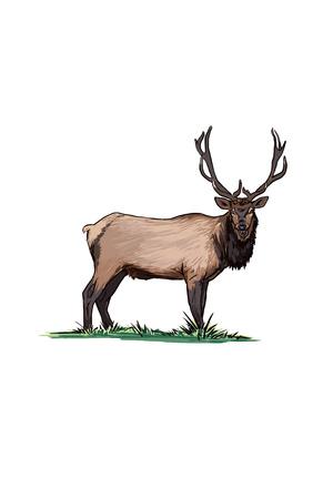 300x450 Elk