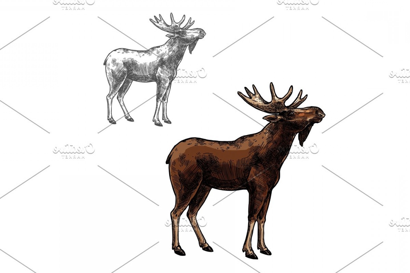 1440x960 Elk Vector Sketch Wild Animal Isolated Icon Catchsplace