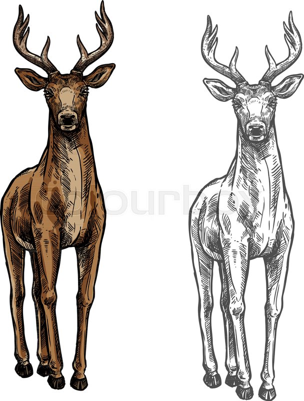 608x800 Elk Wild Animal Sketch Vector Icon Stock Vector Colourbox