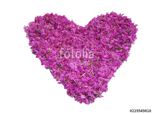 500x375 Purple Flower Heart On White Empty Background Love Symbol Made