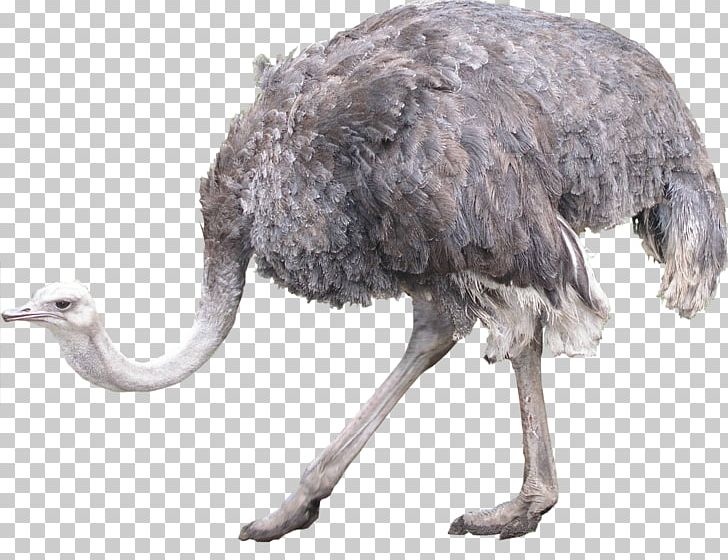 728x560 Common Ostrich Bird Icon Png, Clipart, Animal, Animals, Beak, Bird