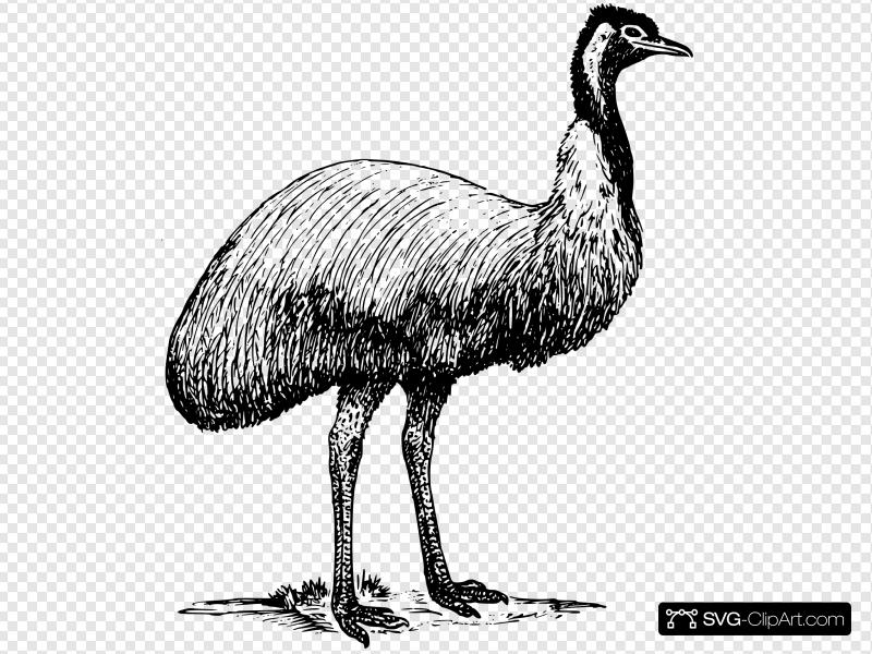 800x600 Emu Animal Bird Clip Art, Icon