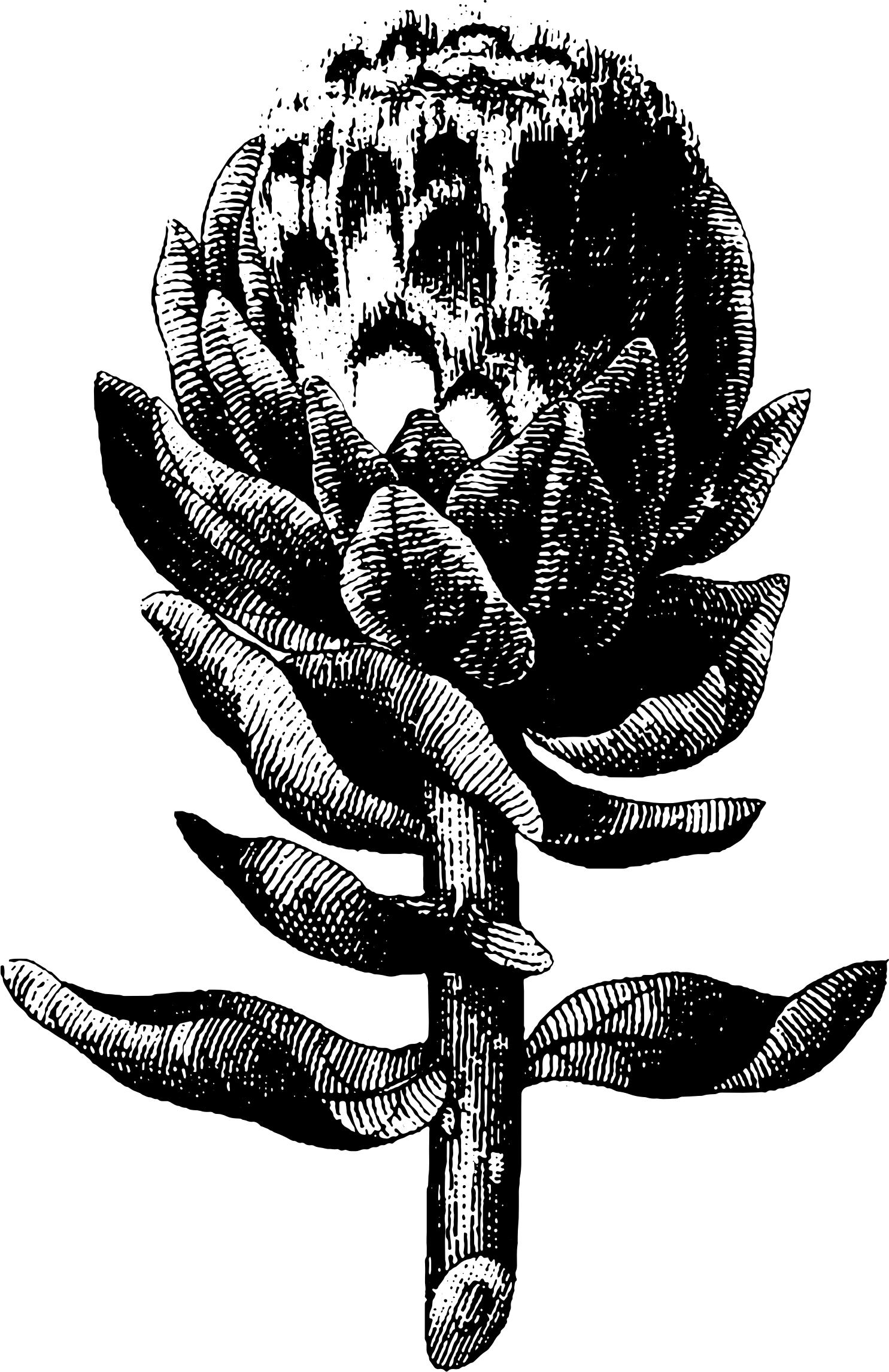1485x2291 Engraving Of An Artichoke Icons Png