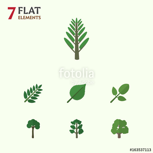 Flat Icon Nature Set Of Acacia Leaf, Evergreen, Decoration Tree 500x500 Flat Icon Nature Set Of Acacia Leaf, Evergreen, Decoration Tree
