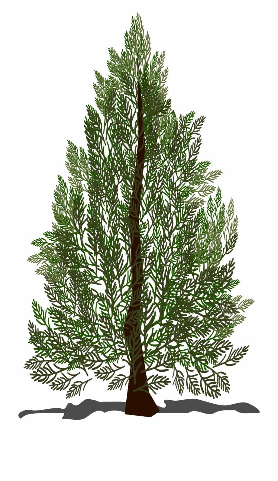 This Free Icons Png Design Of Pine Tree 920x1592 This Free Icons Png Design Of Pine Tree