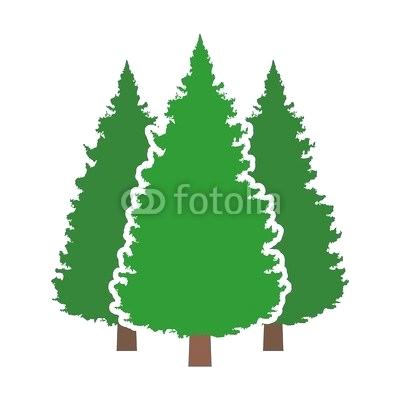 Three Evergreen Trees 400x400 Three Evergreen Trees