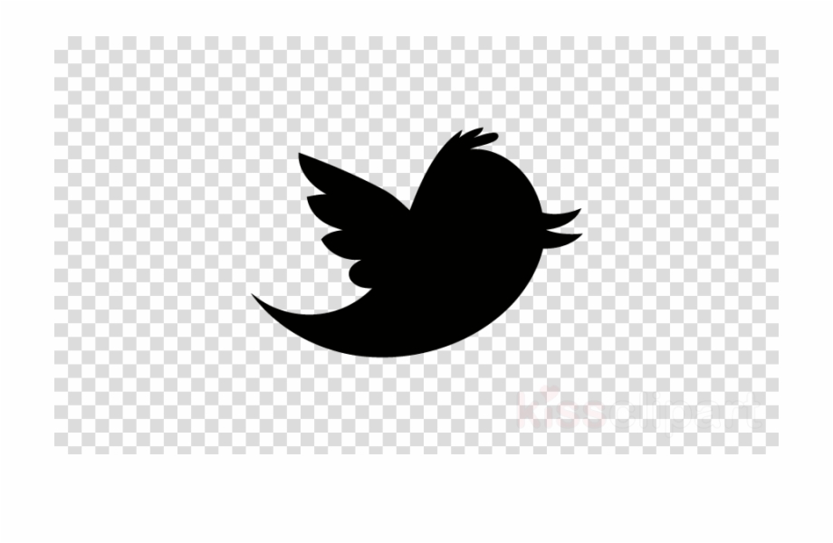 920x600 Bird Wing Silhouette Image