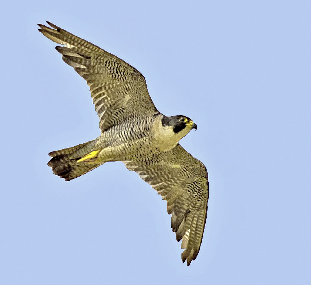 The Peregrine Falcon 1024x939 The Peregrine Falcon