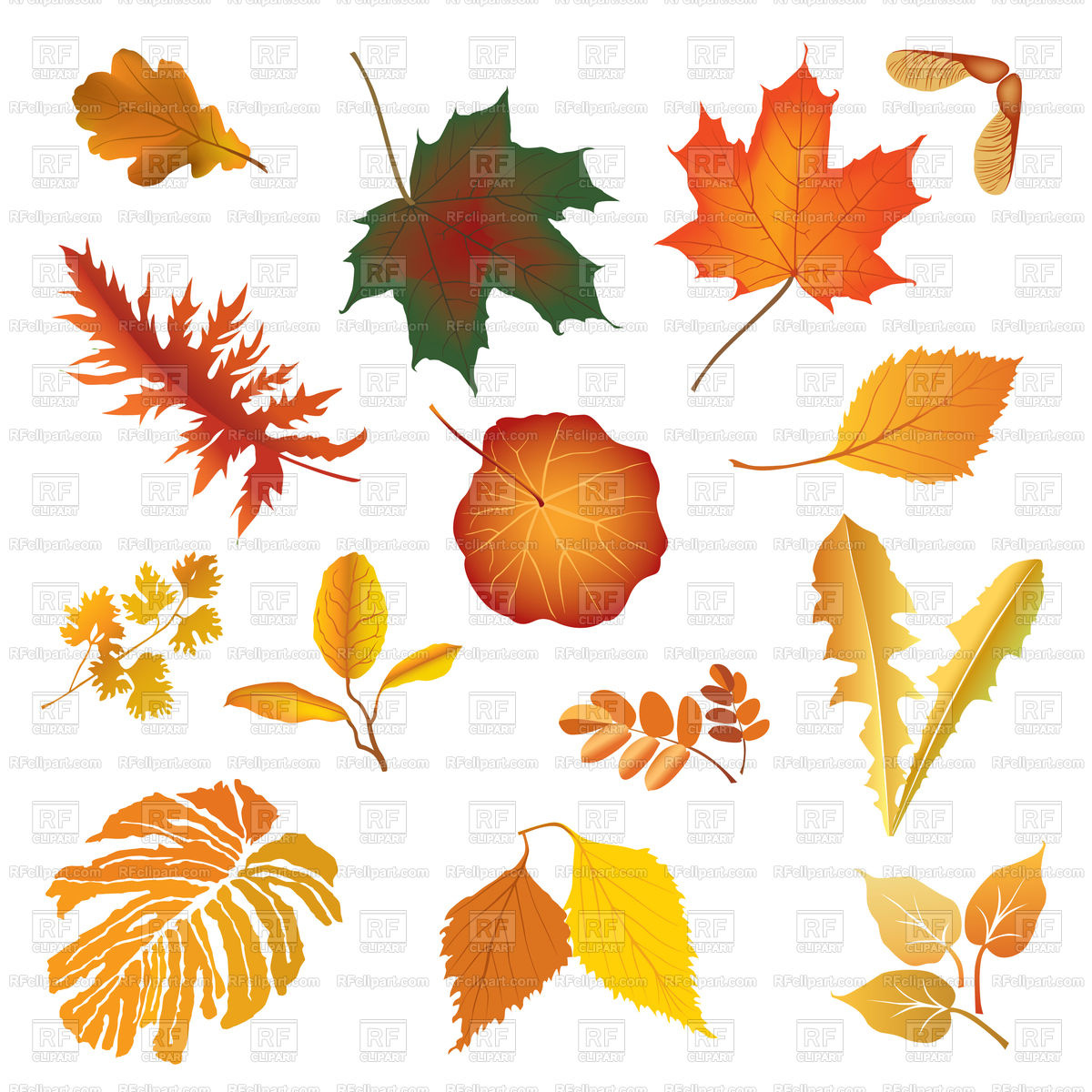 1200x1200 Nature Fall Leaves Icon Set Vector Image Of Plants And Animals