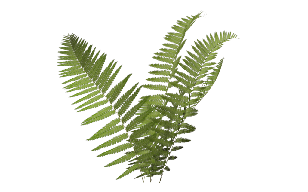 1024x639 Fern Icon Png