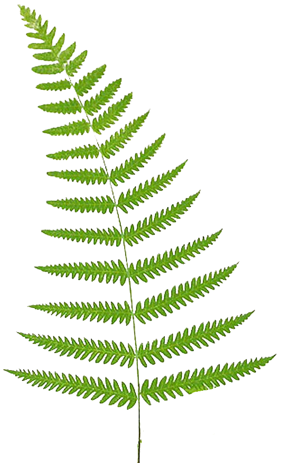 575x948 Free Download Of Ferns Icon Clipart