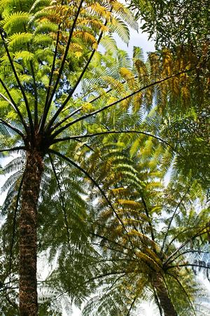 300x450 New Zealand, South Island, Ponga Fern, Country Icon Photographic
