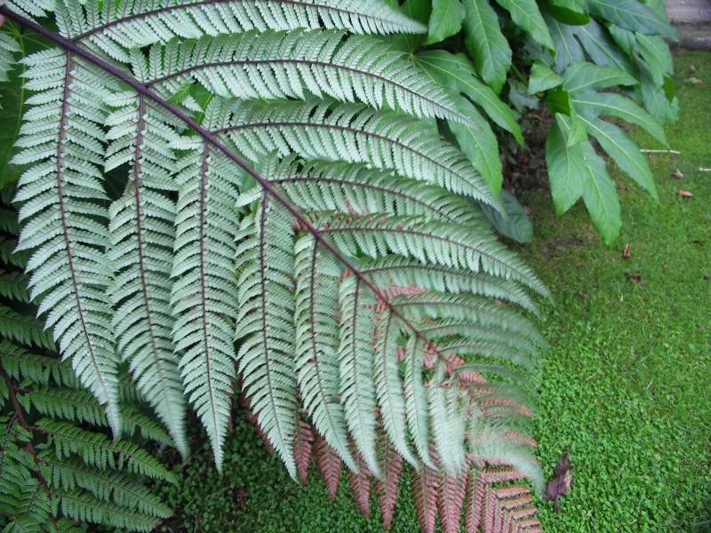 800x600 Silver Fern, New Zealand's Icon, Underside View Photo