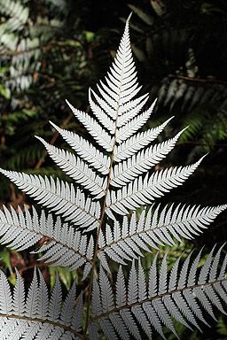 256x384 Underside Of Silver Fern Ponga This Unique New Zealand Fern