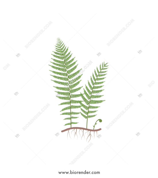 550x620 Biorender Fern