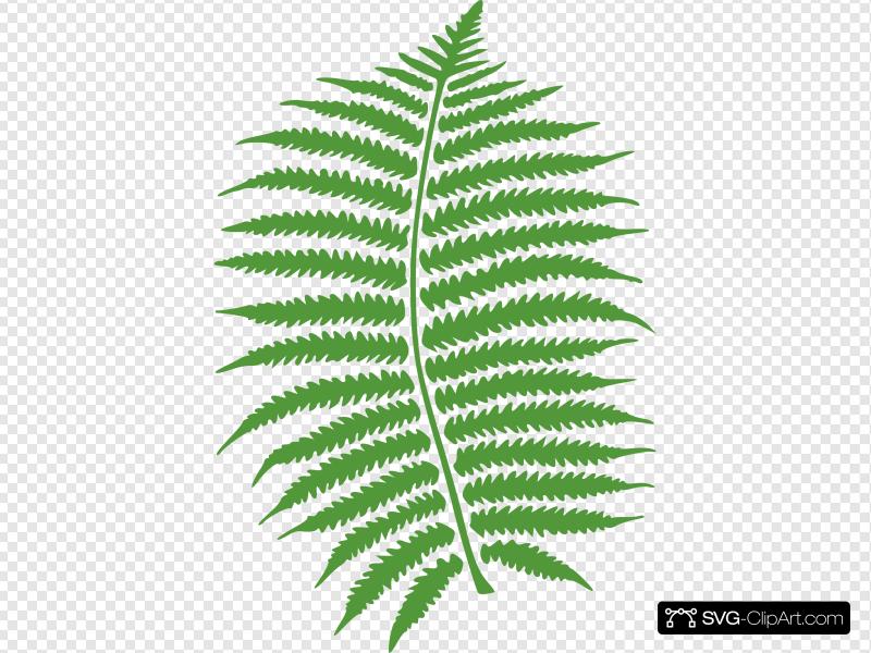 800x600 Fern Clip Art, Icon