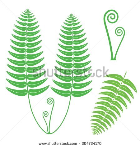450x470 Fern Icon
