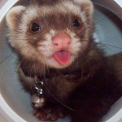 250x250 Ferret Icons Tumblr