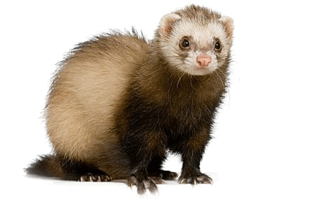 475x285 Ferret Icon Png Web Icons Png