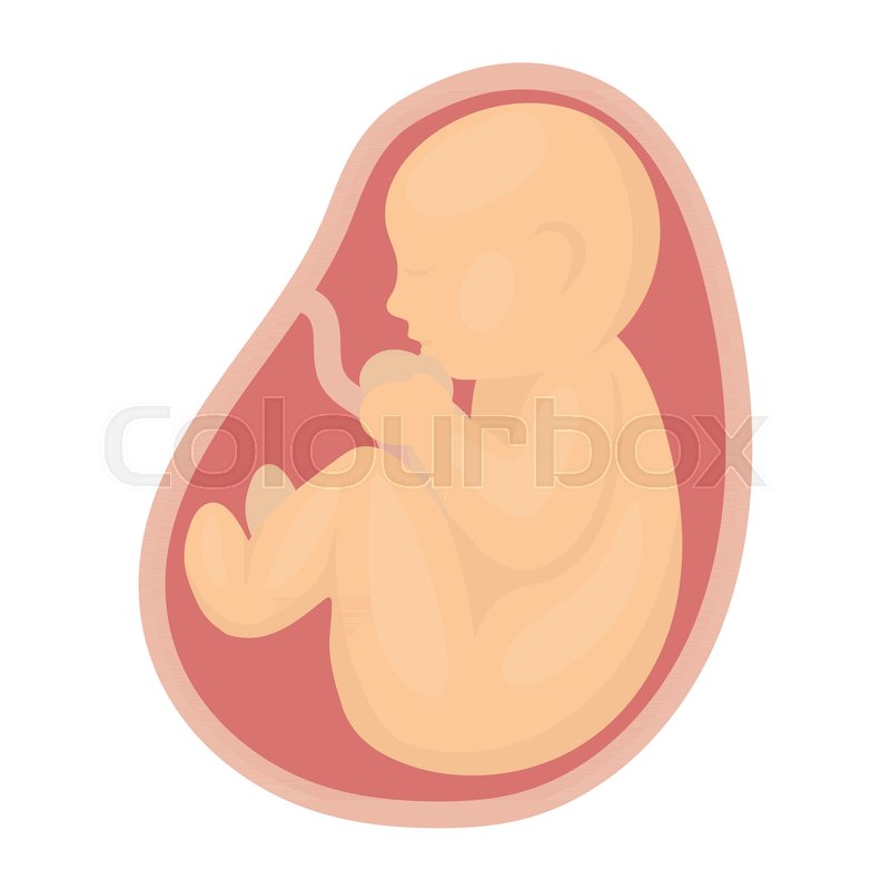 800x800 Fetus Icon In Cartoon Style Isolated Stock Vector Colourbox