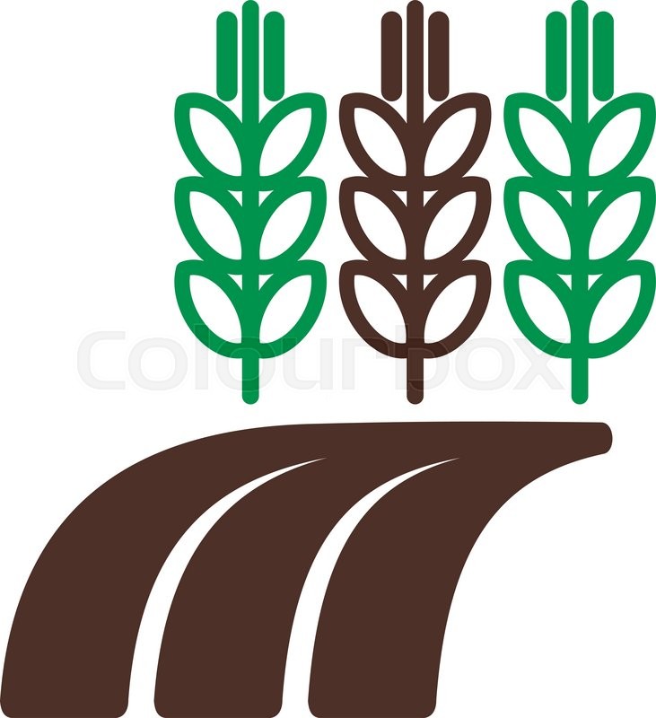 731x800 Ears Of Wheat, Barley Or Rye On Field Stock Vector Colourbox