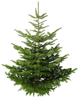 300x372 Isolated Fir Tree Icons Png