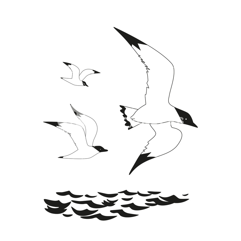 Seagull Icon Set Monochrome Black White Hand Drawing Brush Style 1000x1000 Seagull Icon Set Monochrome Black White Hand Drawing Brush Style